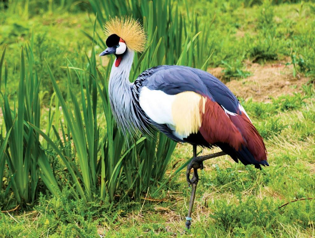 Chabahinga Lake Bunyonyi Eco Resort מראה חיצוני תמונה